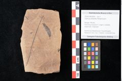 Foto (Objekt + Etikett) von Quercus palaeoilex Ettingshausen (NHMW-GEO-2024-0188-0834)